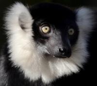 Black and White Ruffed Lemur